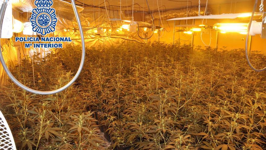 Plantación de marihuana localizada por la Policía Nacional.