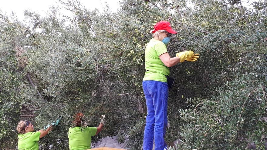 La falta de frío provoca la ausencia total de aceituna en los olivos canarios
