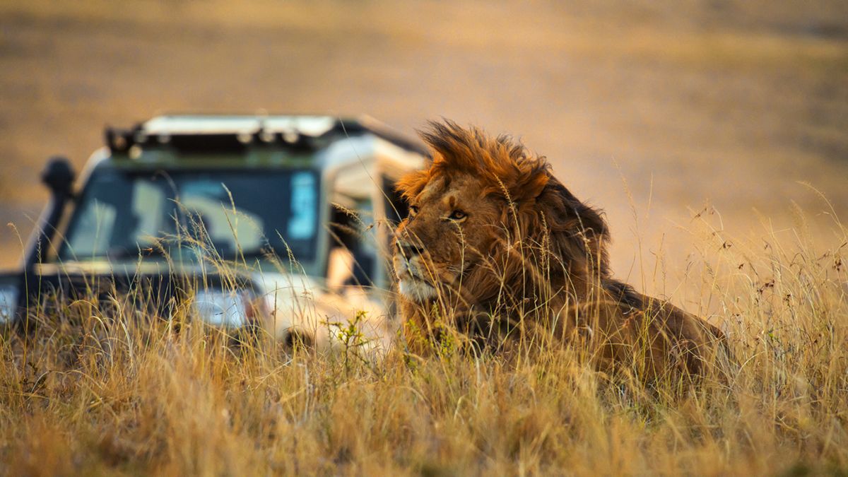 Los viajes personalizados, como los safaris diseñados por especialistas, reflejan el espíritu de la alianza entre Club VIAJAR y Pangea.