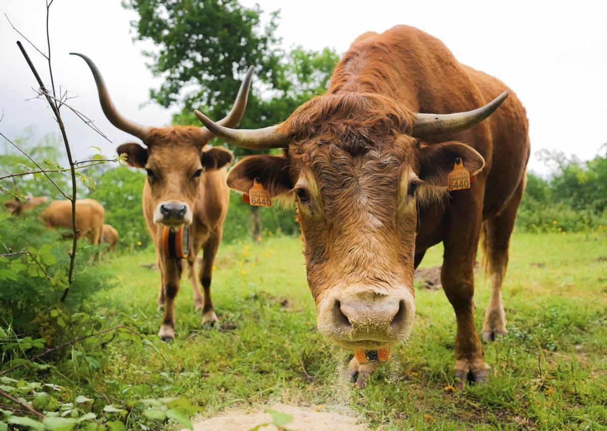 Dos de las vacas cachenas que desde hace una semana limpian el monte de Couso, en  Gondomar. | PEDRO MINA