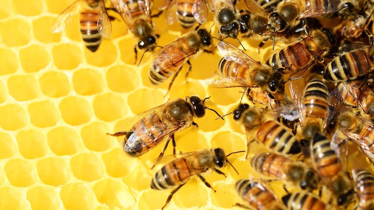 Planean repoblar España con 47 millones de abejas