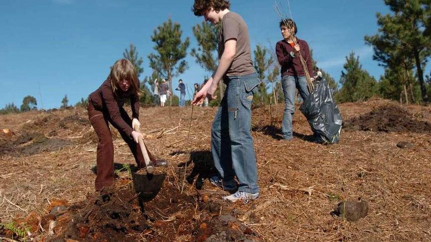 Plantación de árboles en montes de Verducido. // Gustavo Santos