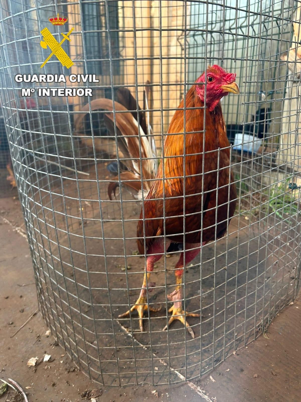 Cuatro investigados en Coristanco por organizar peleas de gallos ilegales