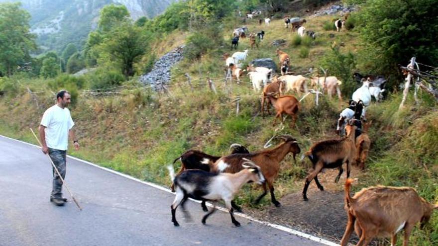 Jorge Martí recogiendo las cabras, en las inmediaciones de Arbeyales.