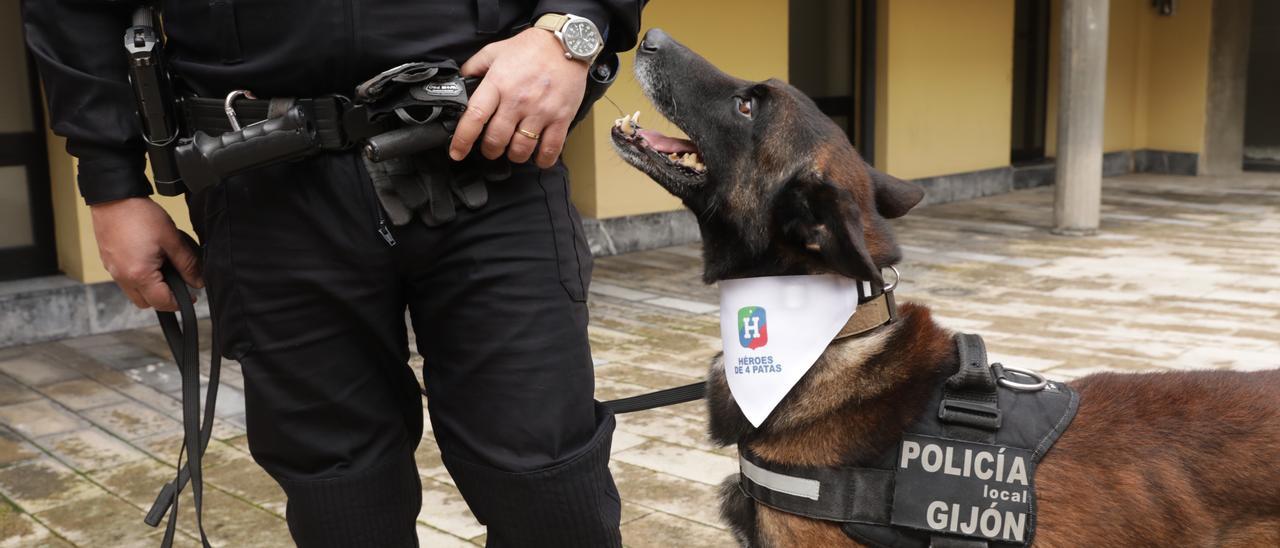 La nueva vida en familia de Argos, el perro policía de Gijón que se acaba de jubilar