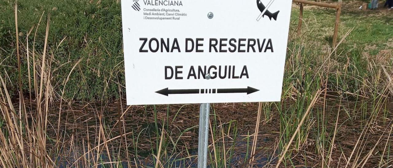 Una de las áreas en las que se ha prohibido la pesca de anguila en el marjal de Pego-Oliva. | MIQUEL FONT