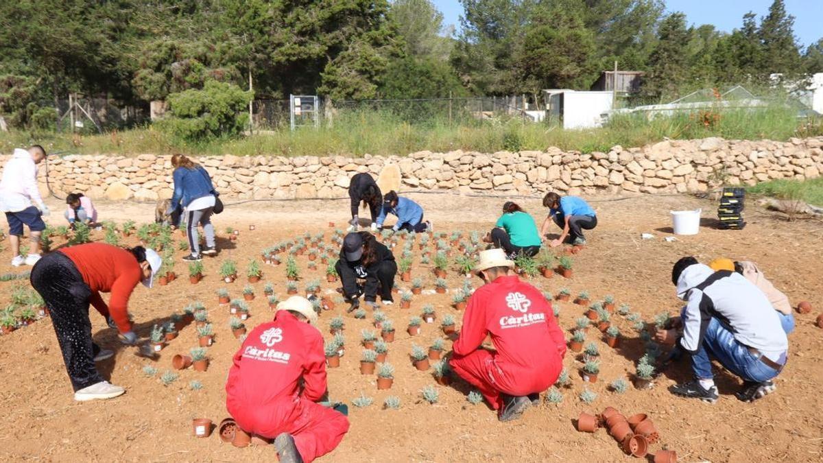 No te pierdas las mejores fotos de la plantación de un jardín para polinizadores