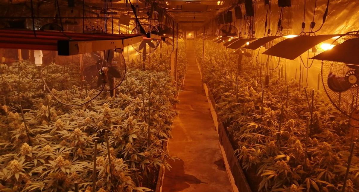Desmantellen un clan a Badalona que feia fora veïns de casa seva per plantar marihuana
