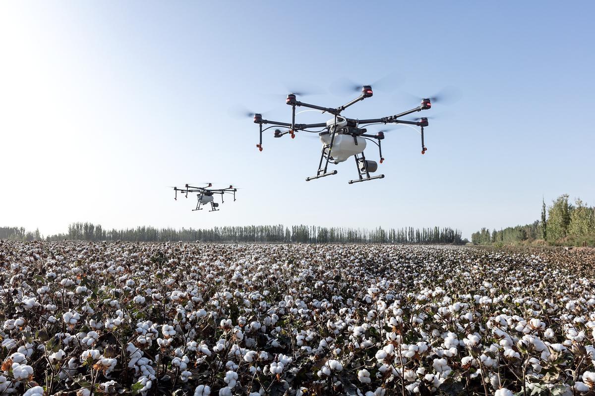 Dos drones vigilan una plantación de algodón.