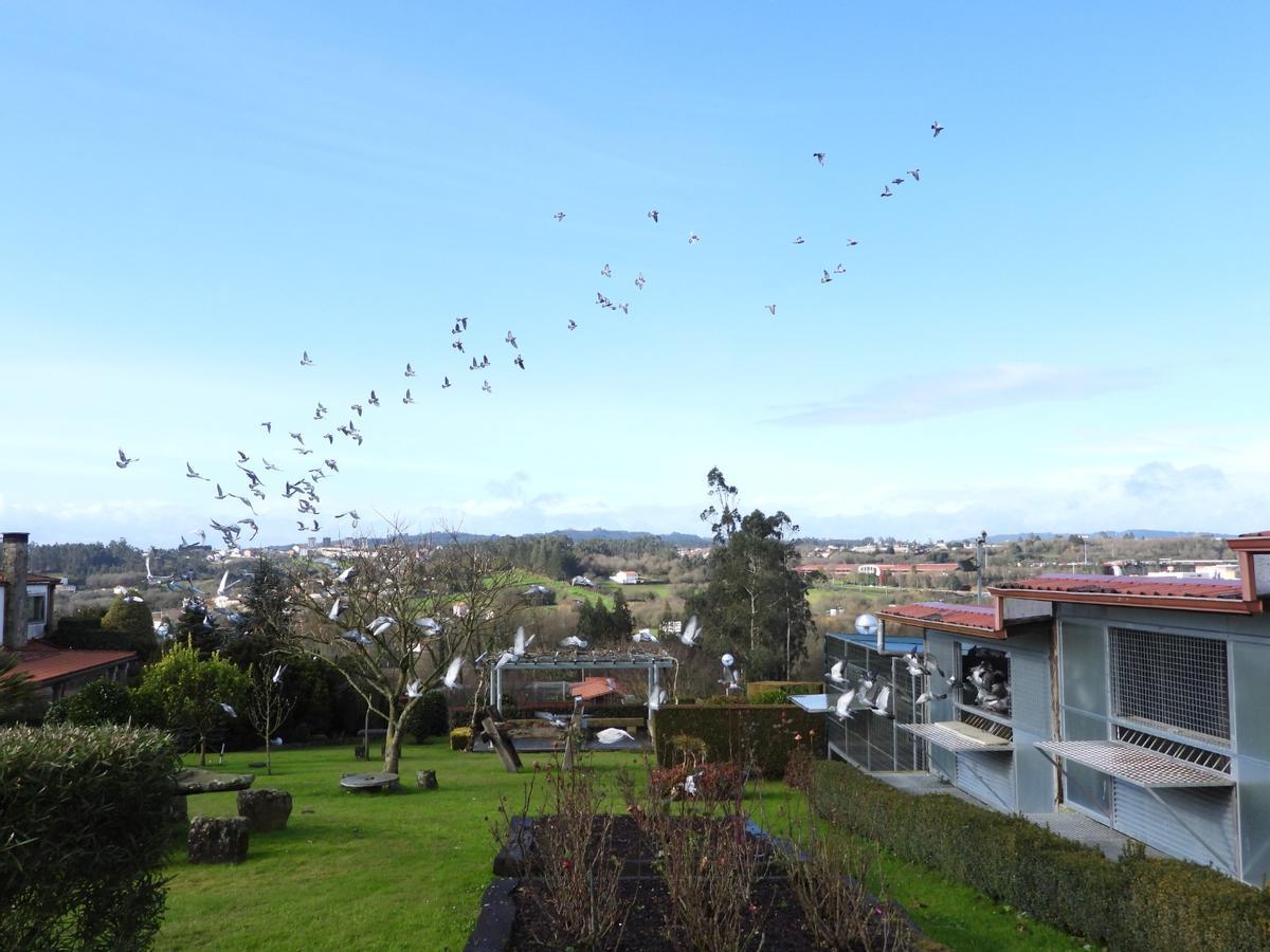 El compostelano de las mil palomas mensajeras: "Solté una en Barcelona y regresó a Santiago"