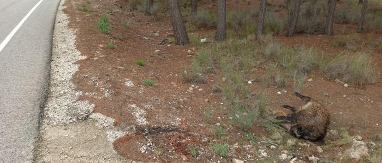 El ejemplar de jabalí adulto decapitado encontrado en la carretera de Villena-Pinoso.