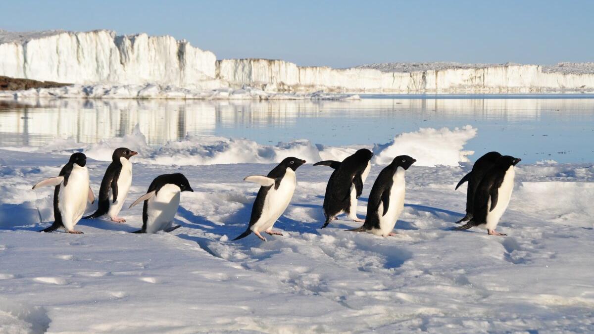 Científicos españoles hallan altos niveles de mercurio en las plumas de los pingüinos de la Antártida