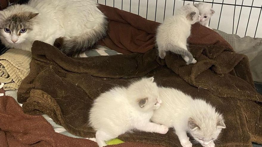 VÍDEO | L&#039;emocionant rescat d&#039;una gata i les seves quatre cries acabades de néixer a Alp
