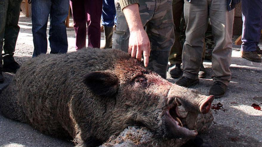 Cazadores y vecinos de Mondariz posan con un jabalí. // G. Porto