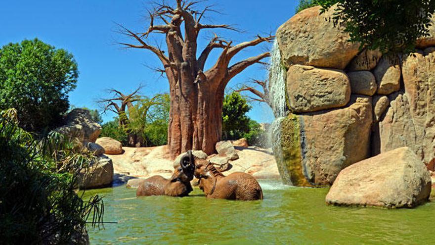 &quot;Última llamada&quot; para disfrutar de África este puente por sólo 15€ con los BIOdías de BIOPARC