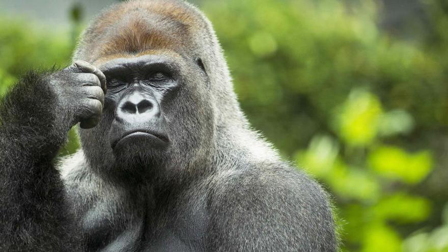 Los gorilas no imponen límites tan duros como los chimpancés.