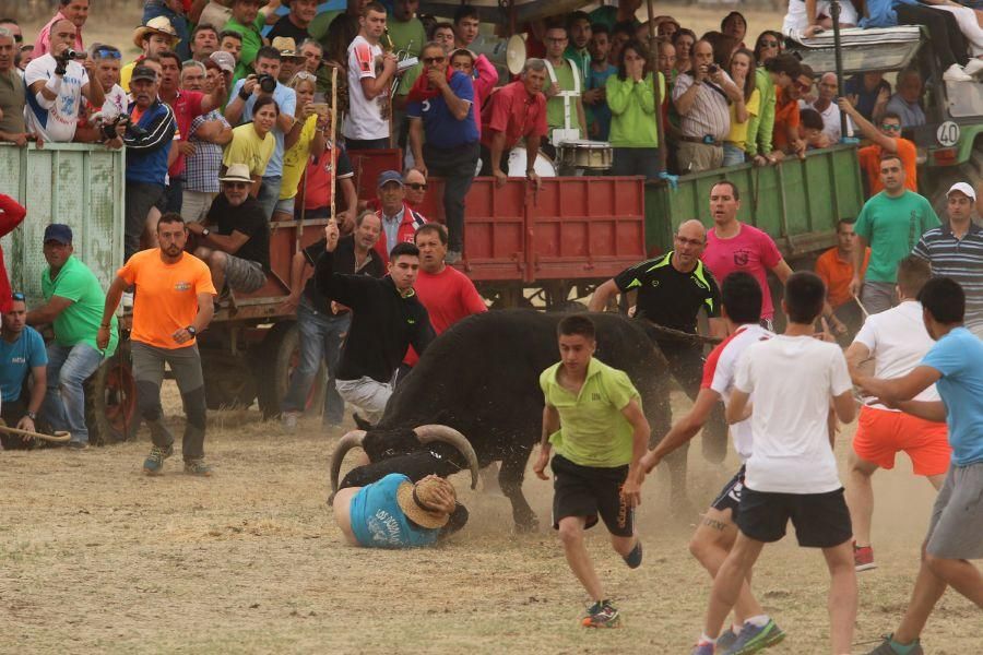 Segundo encierro taurino en Guarrate