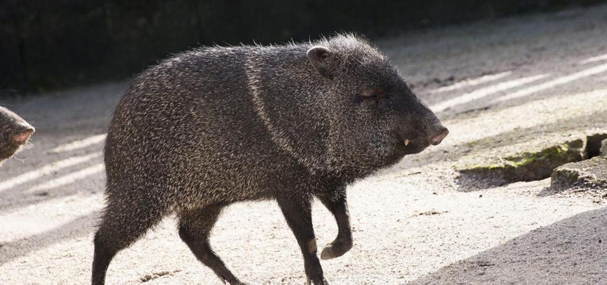 Vigozoo subasta 89 animales