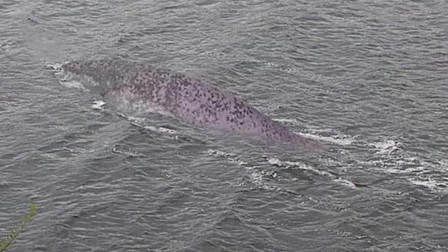 Fotografían a un animal que podría ser el monstruo del Lago Ness