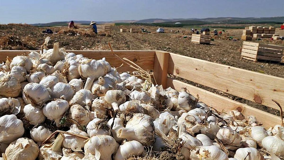 El ajo blanco es el primero que se recolecta en la provincia de Córdoba.