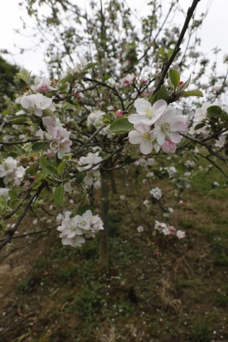 Manzanos en flor en Serín