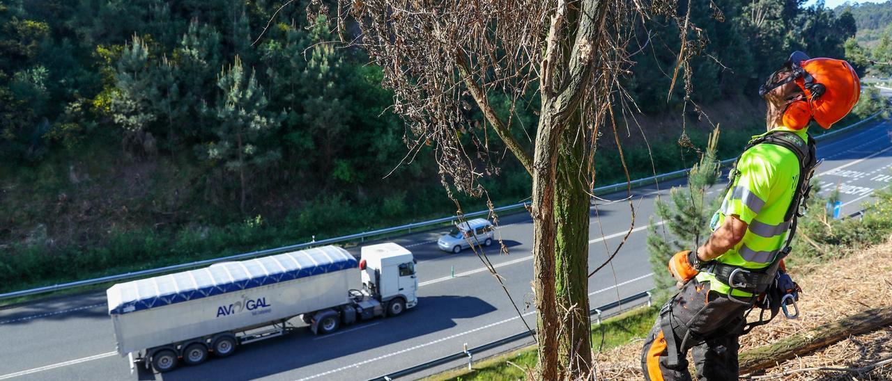 Trabajos de tala y limpieza de taludes en el vial de acceso al puerto