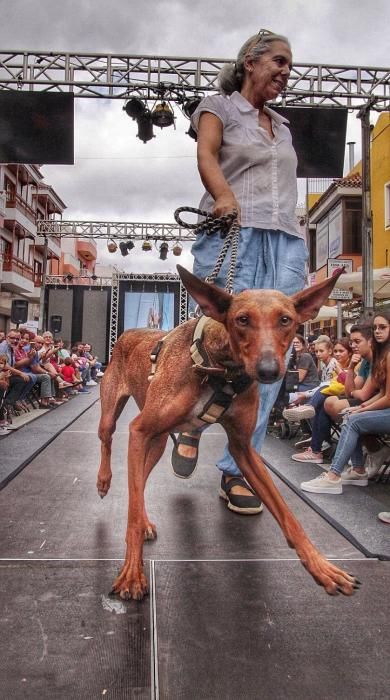 Pasarela de adopción de mascotas en Los Realejos