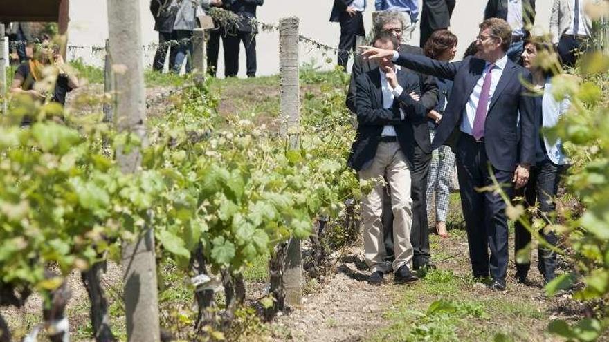 Viñedos de la Evega en Leiro. // I. Osorio