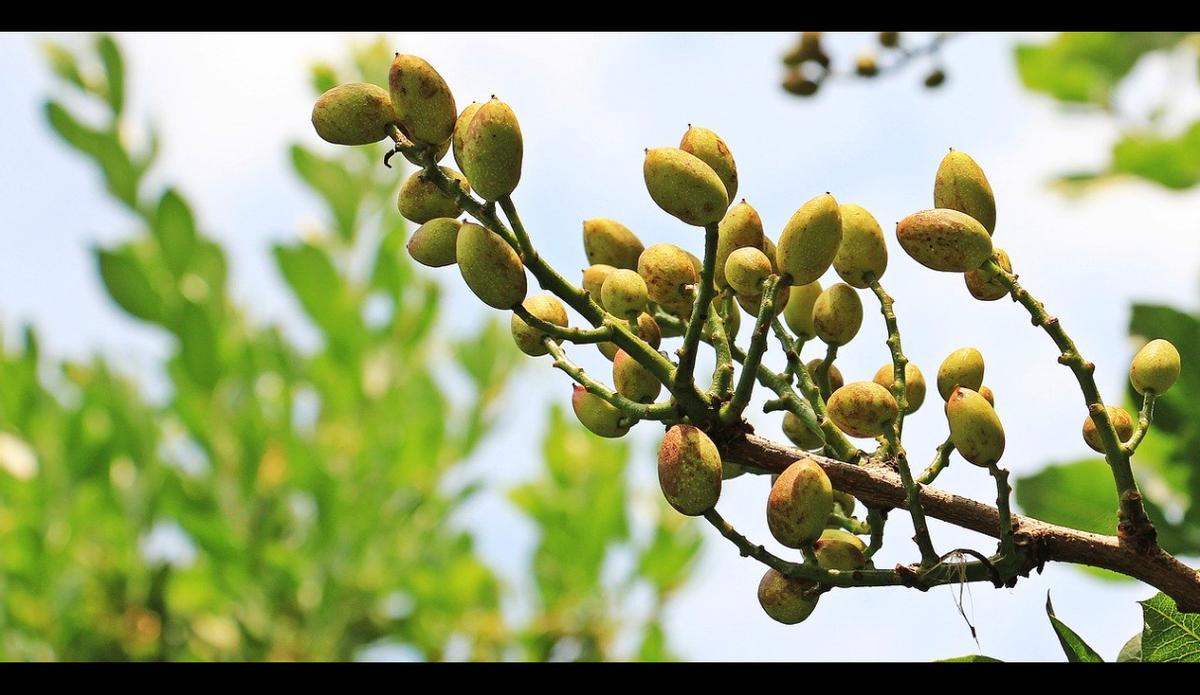 El pistacho nace del árbol pistachero.