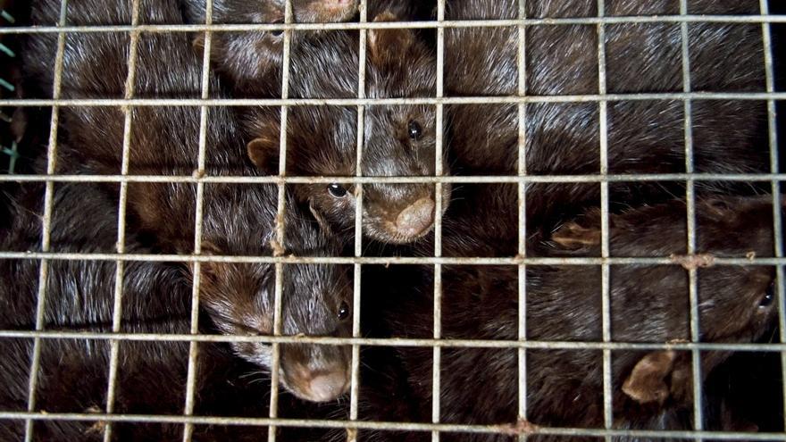 Animalistas exigen la clausura de granjas peleteras en Galicia tras el brote de gripe aviar en Carral