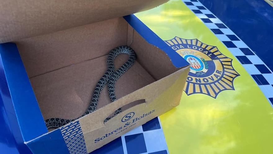 La Policía de Monóvar captura una serpiente que intentaba acceder a unas viviendas