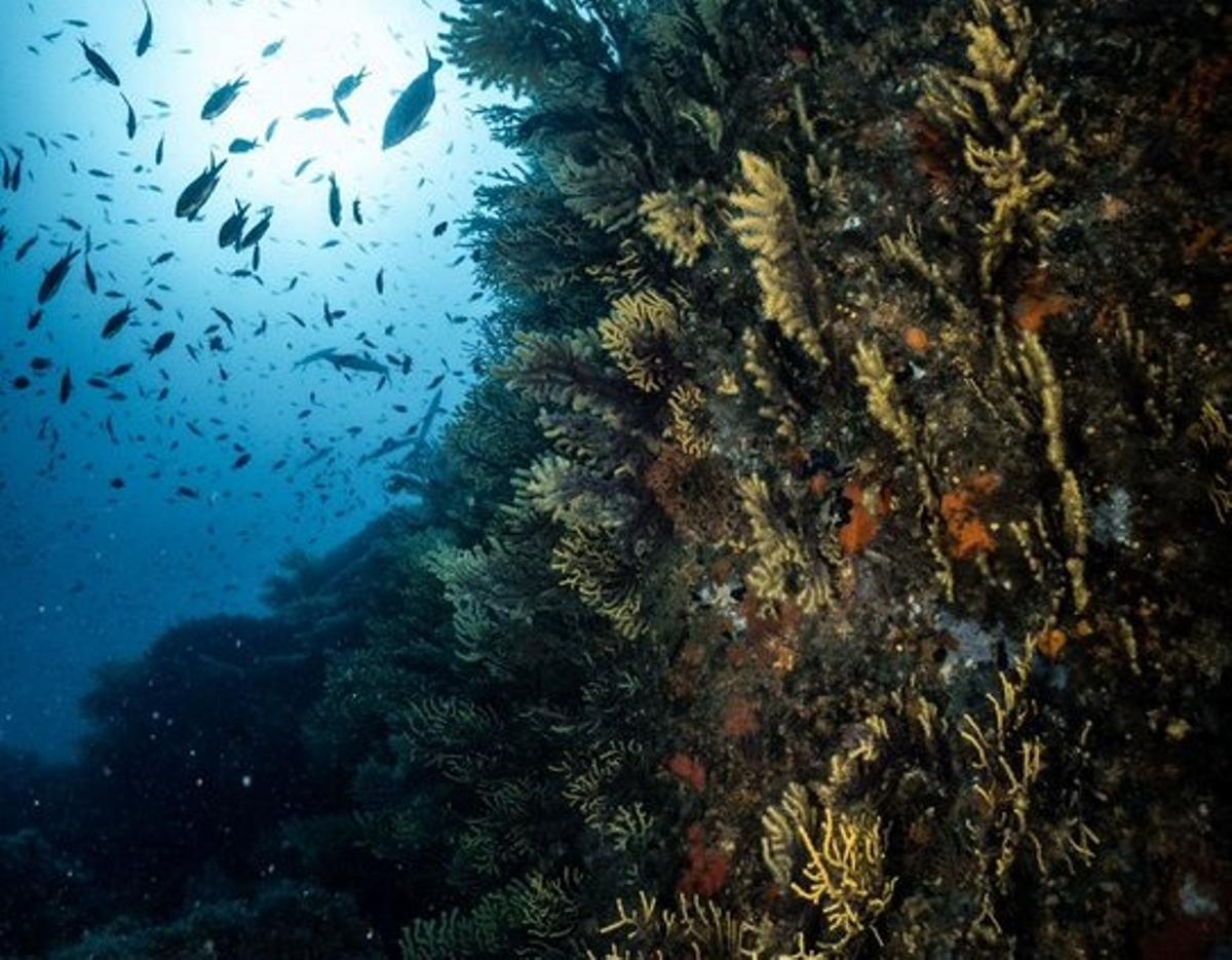 La alta temperatura del Mediterráneo afecta gravemente a la población de gorgonias de la Costa Brava