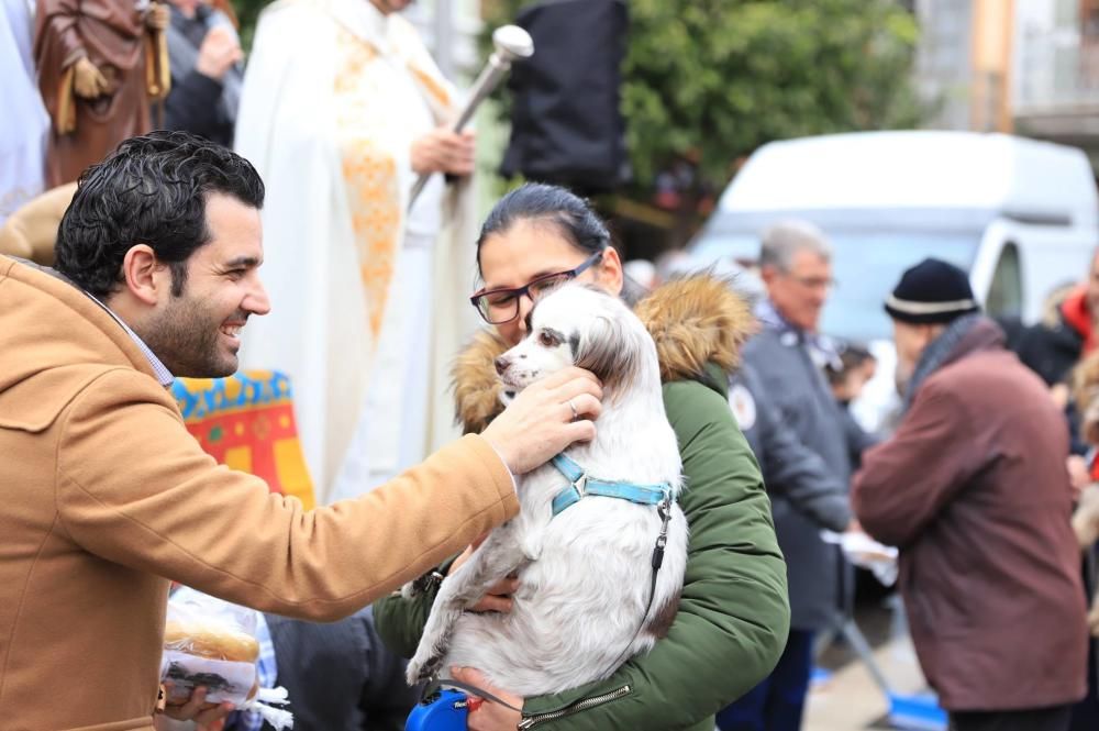 Bendición de animales en Paterna.