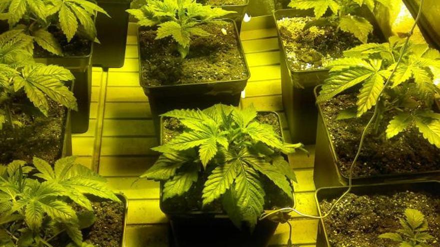 Plantas de marihuana en una vivienda avilesina, en una imagen de archivo.