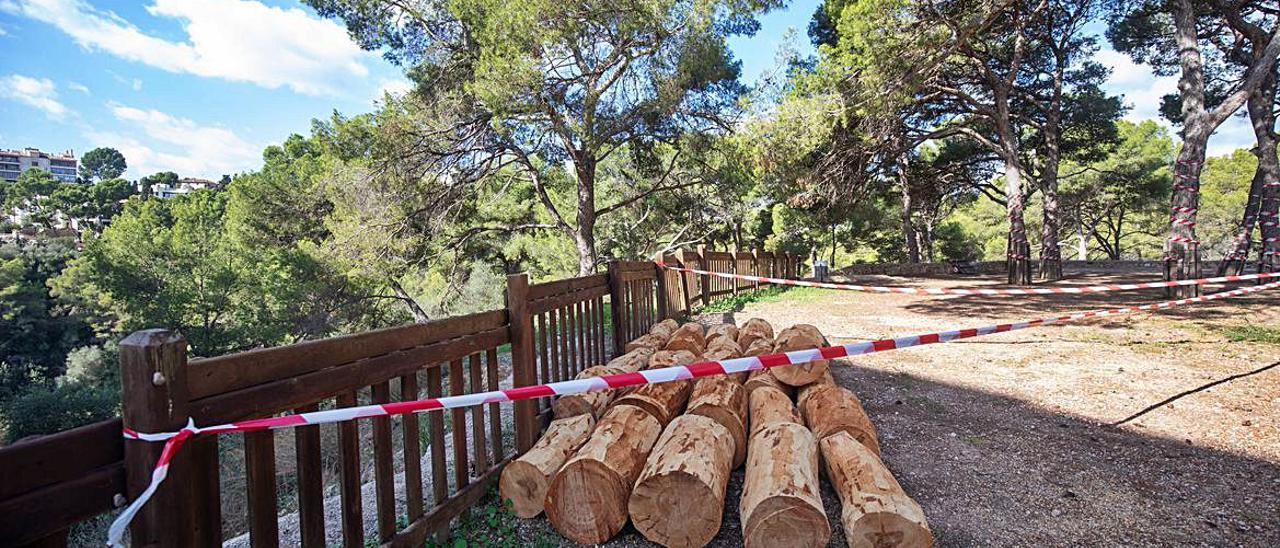 Troncos de los pinos talados afectados por Tomicus que se reutilizarán. | GUILLEM BOSCH