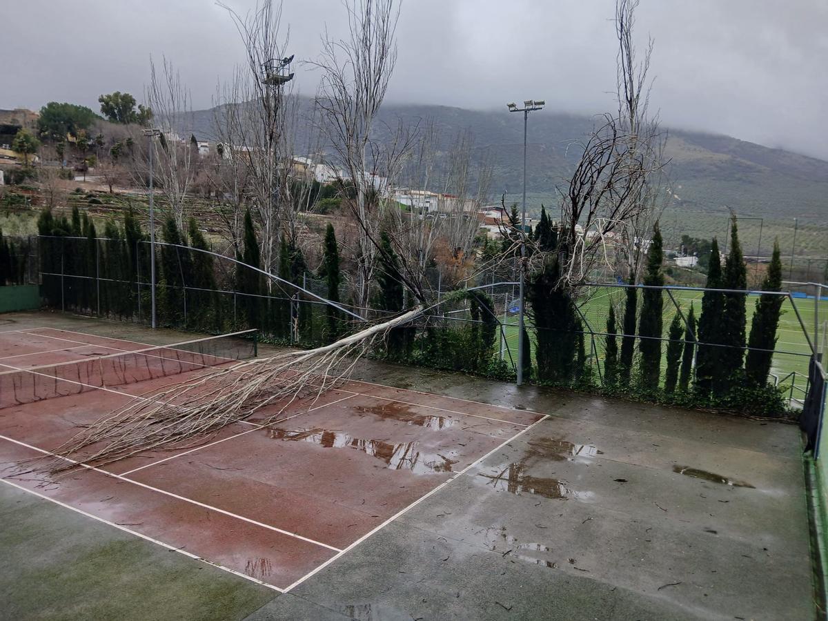 Árboles derribados por el viento en Doña Mencía al paso de la borrasca Leonardo.