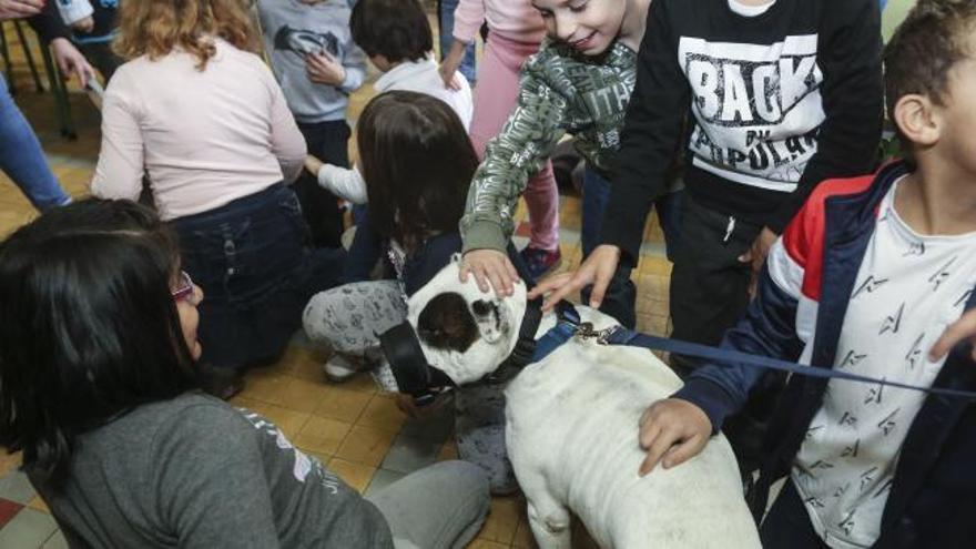 Charlas sobre la tenencia responsable de animales