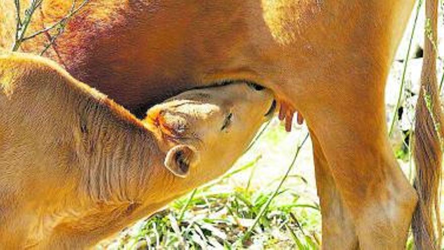 Die Kühe kümmern sich mit ausgeprägtem Mutterinstinkt um ihre Kälber. | FOTO: ANTÓNIO MÁLAGA