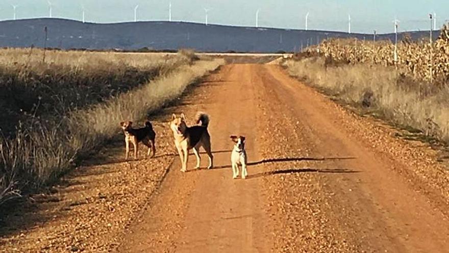 Uno de los caminos del término de Pozuelo de Tábara. | Ch. S.