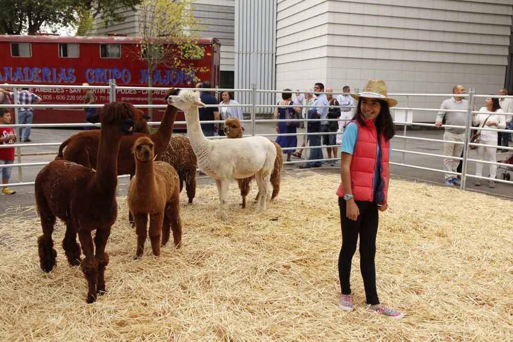 Arrastre de bueyes y cata a ciegas en Agropec