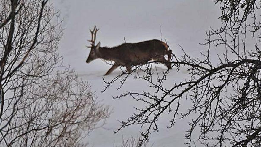 Un ciervo camina con dificultad por una superficie cubierta de nieve.