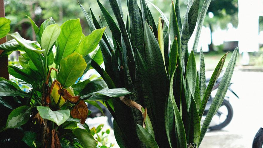 Así tienes que cuidar la planta de la felicidad: la maceta que todos quieren en casa