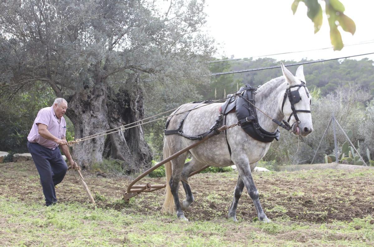 Un hombre ara en Can Andreu. / J. A. Riera