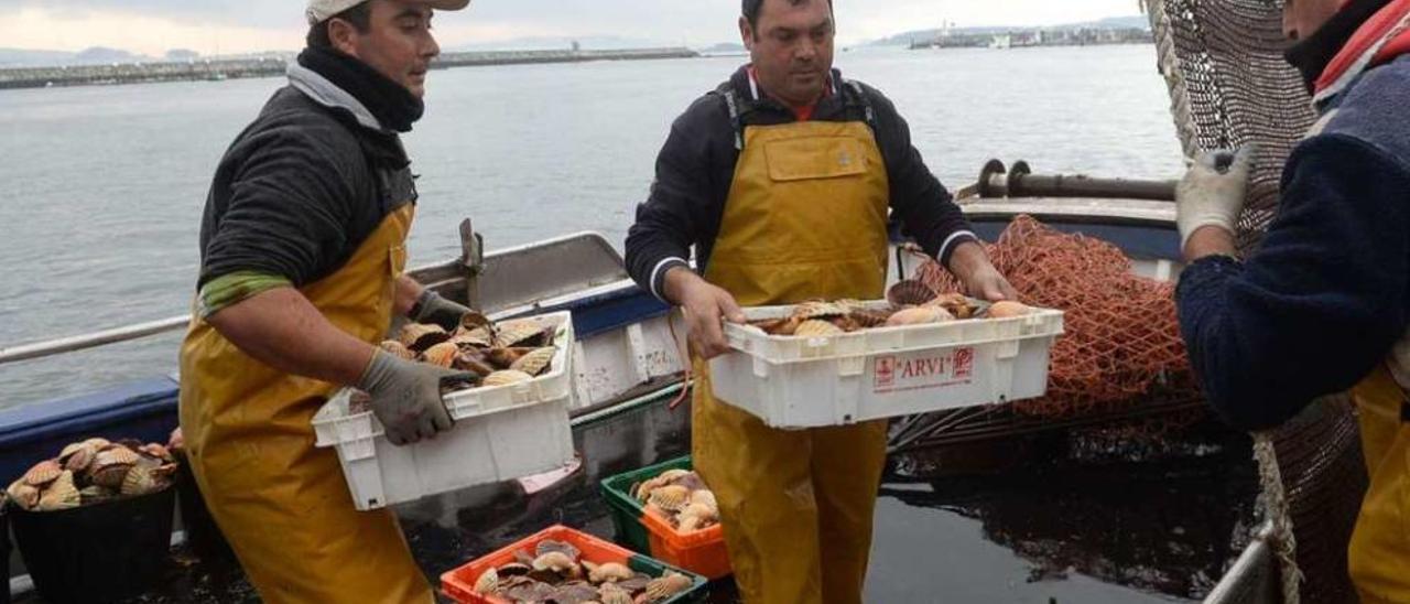 Descarga de vieiras en el puerto de Cambados, justo antes de introducirlas en la lonja de contratación. // Noé Parga