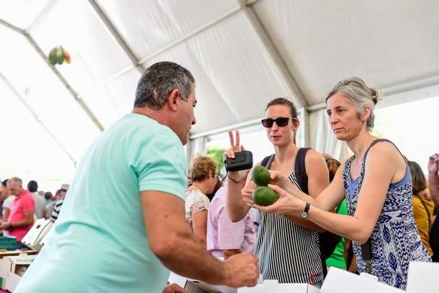 II Feria del Aguacate en Arguineguín