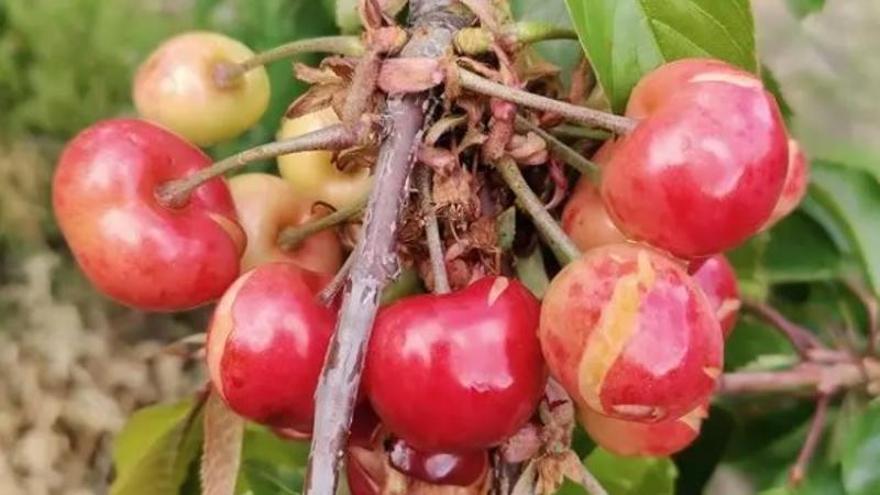 La crisis de la cereza y las ayudas por las borrascas abren una brecha en el campo extremeño