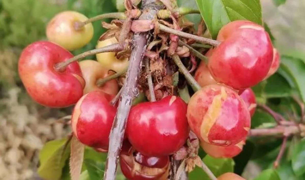 Cerezas dañadas por las lluvias registradas en mayo.