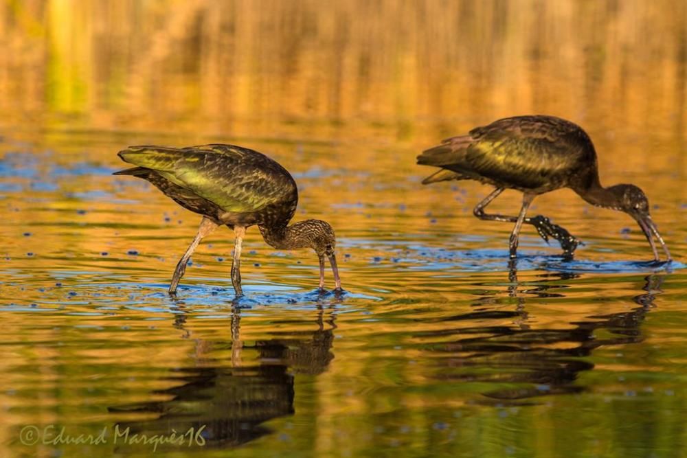 Fotografies de l'Empordà d'Eduard Marquès