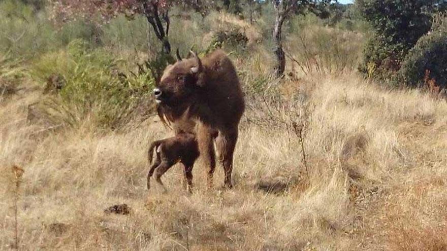 Nace el primer bisonte europeo en Extremadura después de 10.000 años