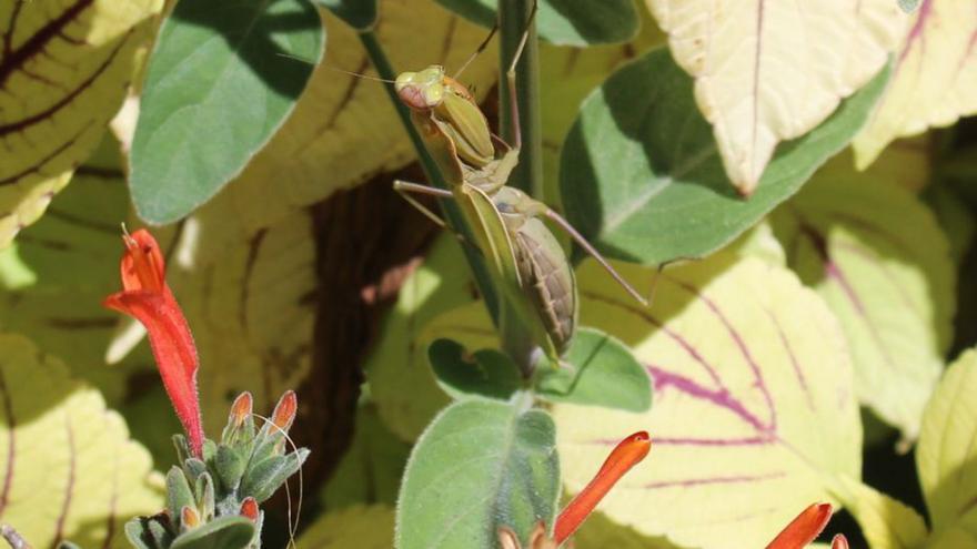 Pregadeus, un nom d’insecte gens escaient